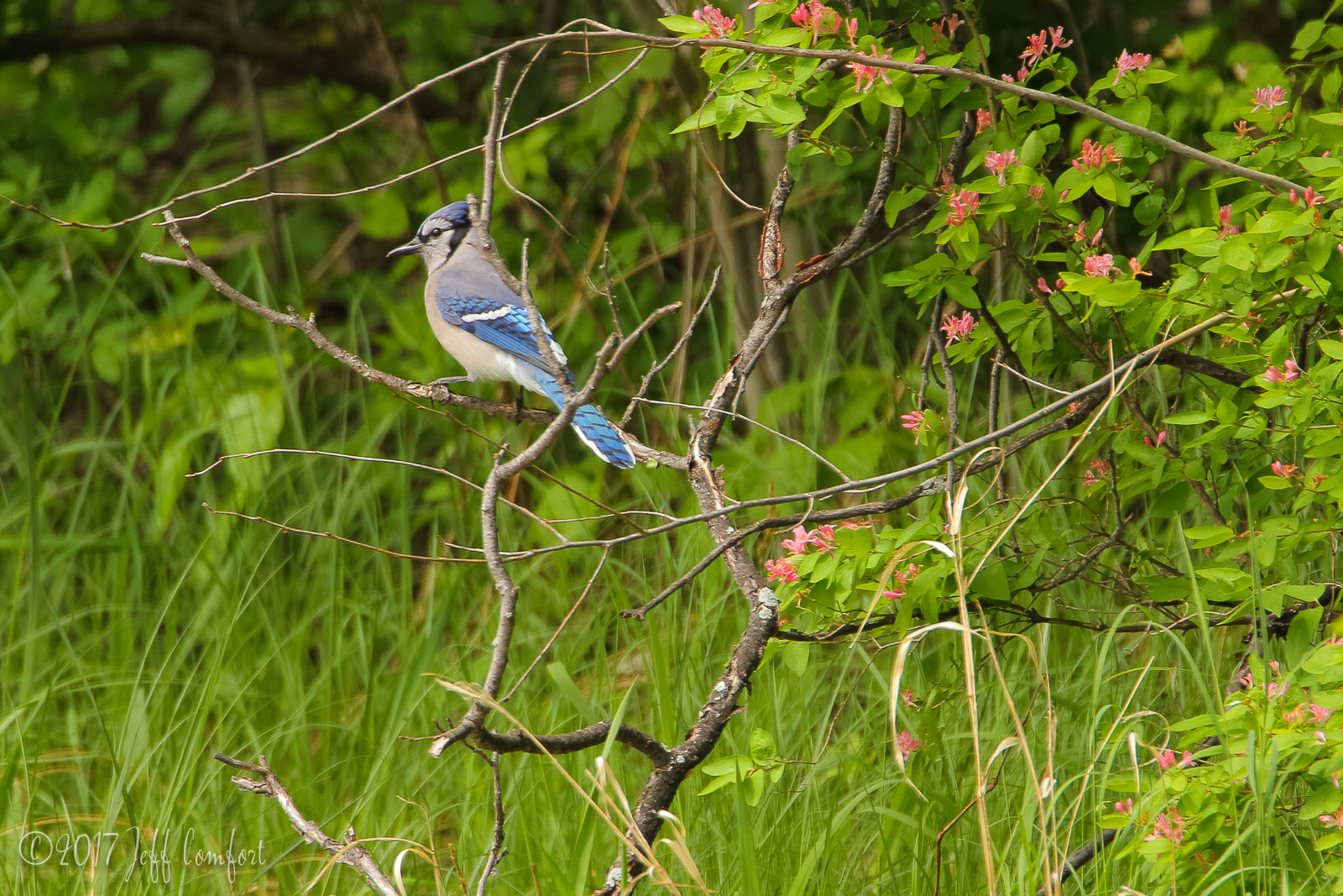 20150520-69.jpg