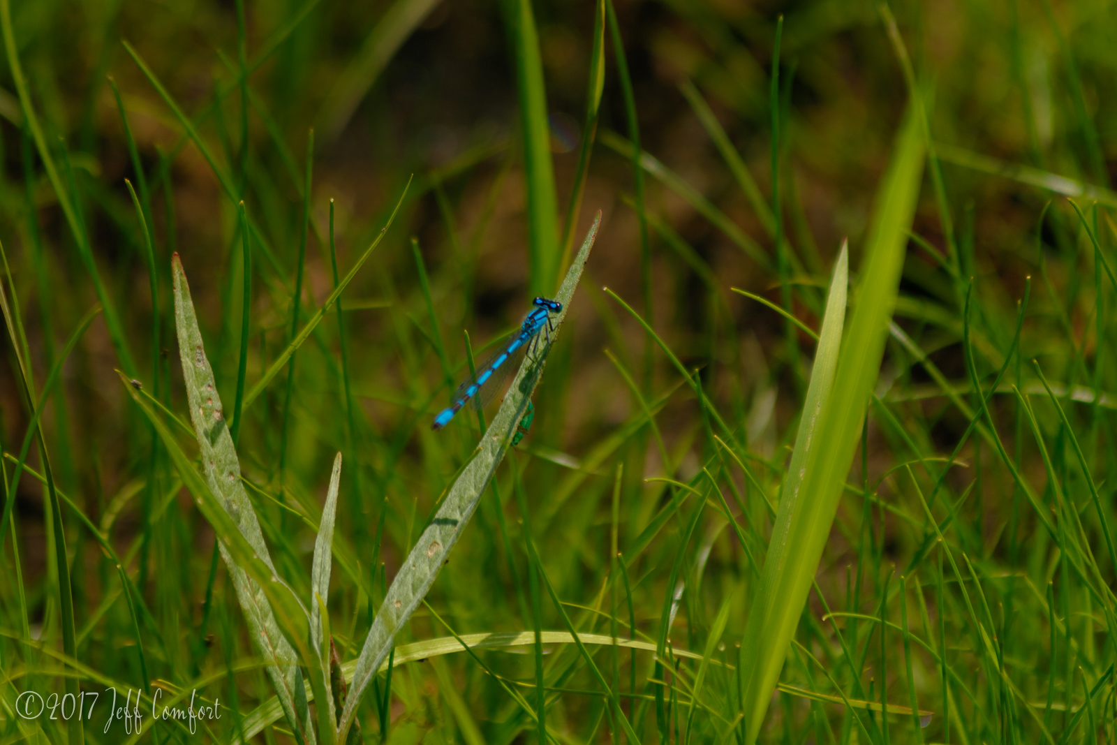 20170703-06.jpg