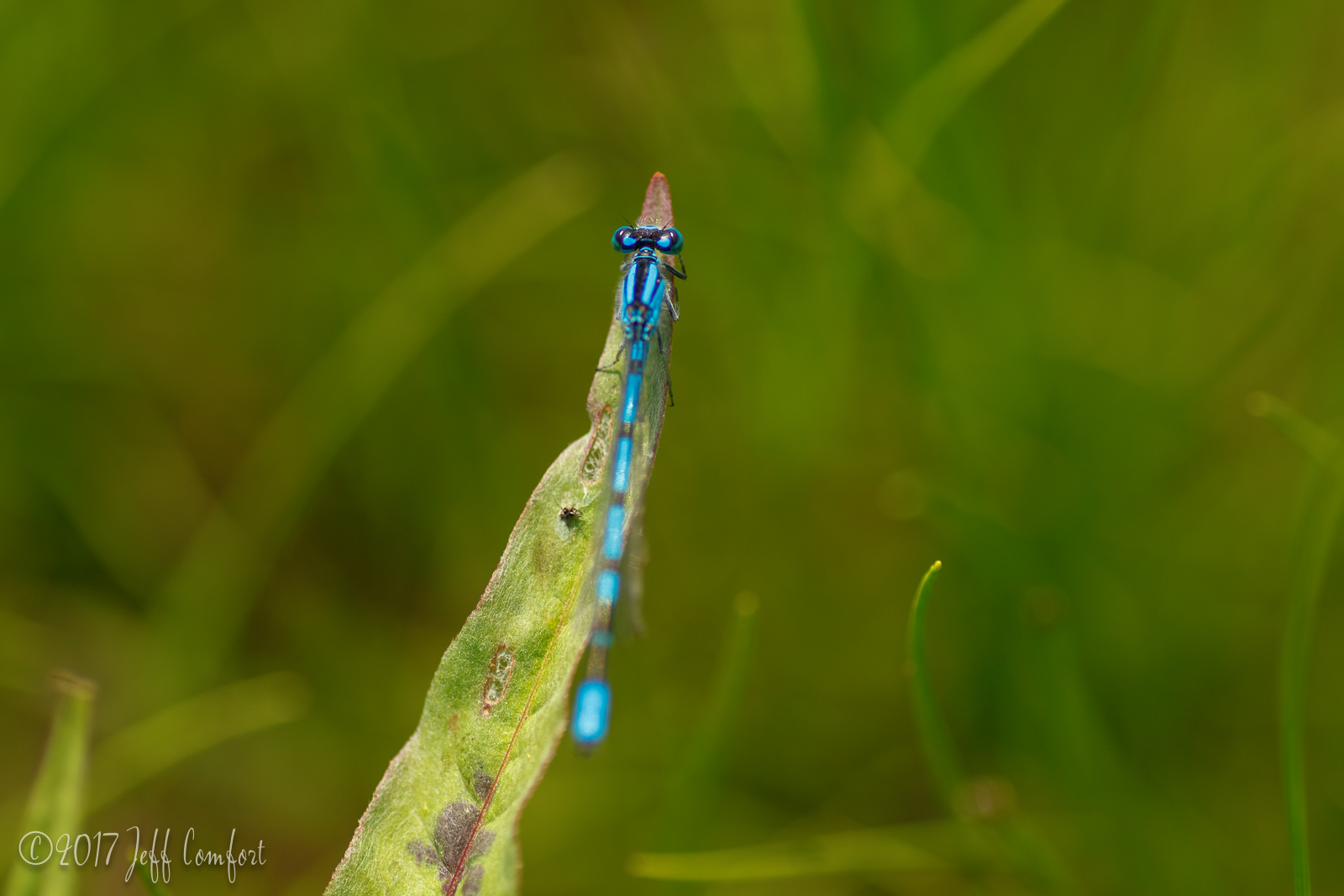 20170703-20.jpg