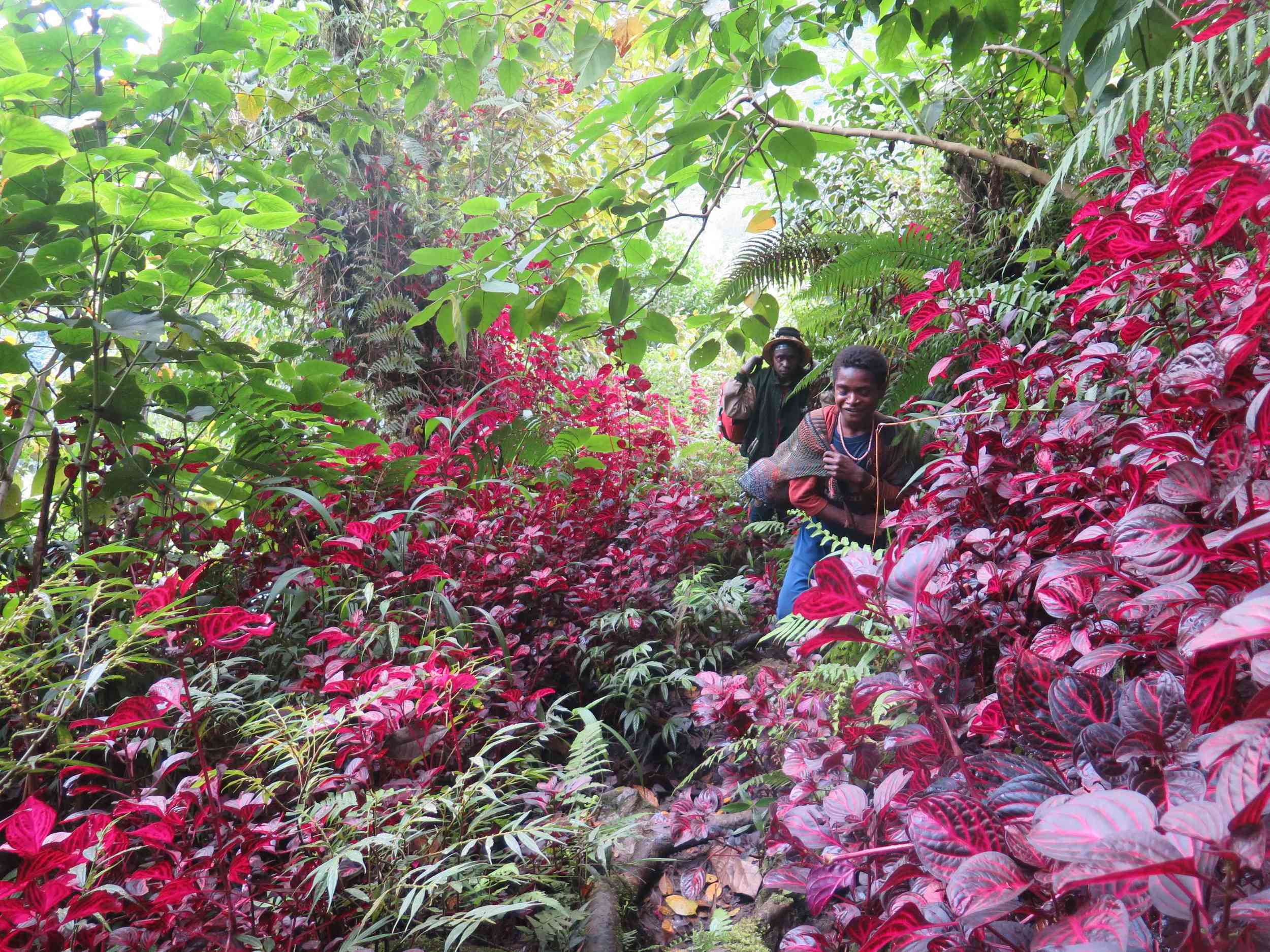 Ormanda yuruyusun baslangici / Start of our trek in the jungle
