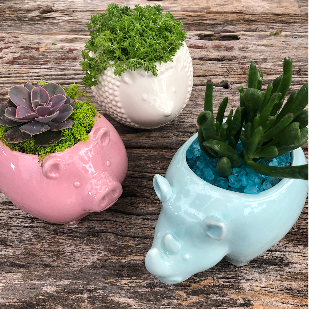 27_Succulents .png