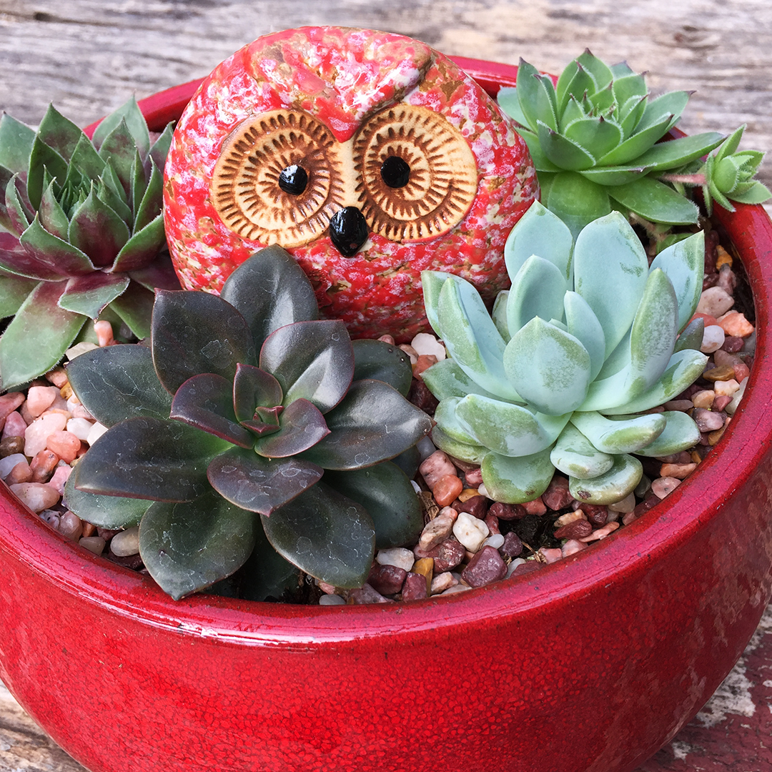 26_Succulents .png