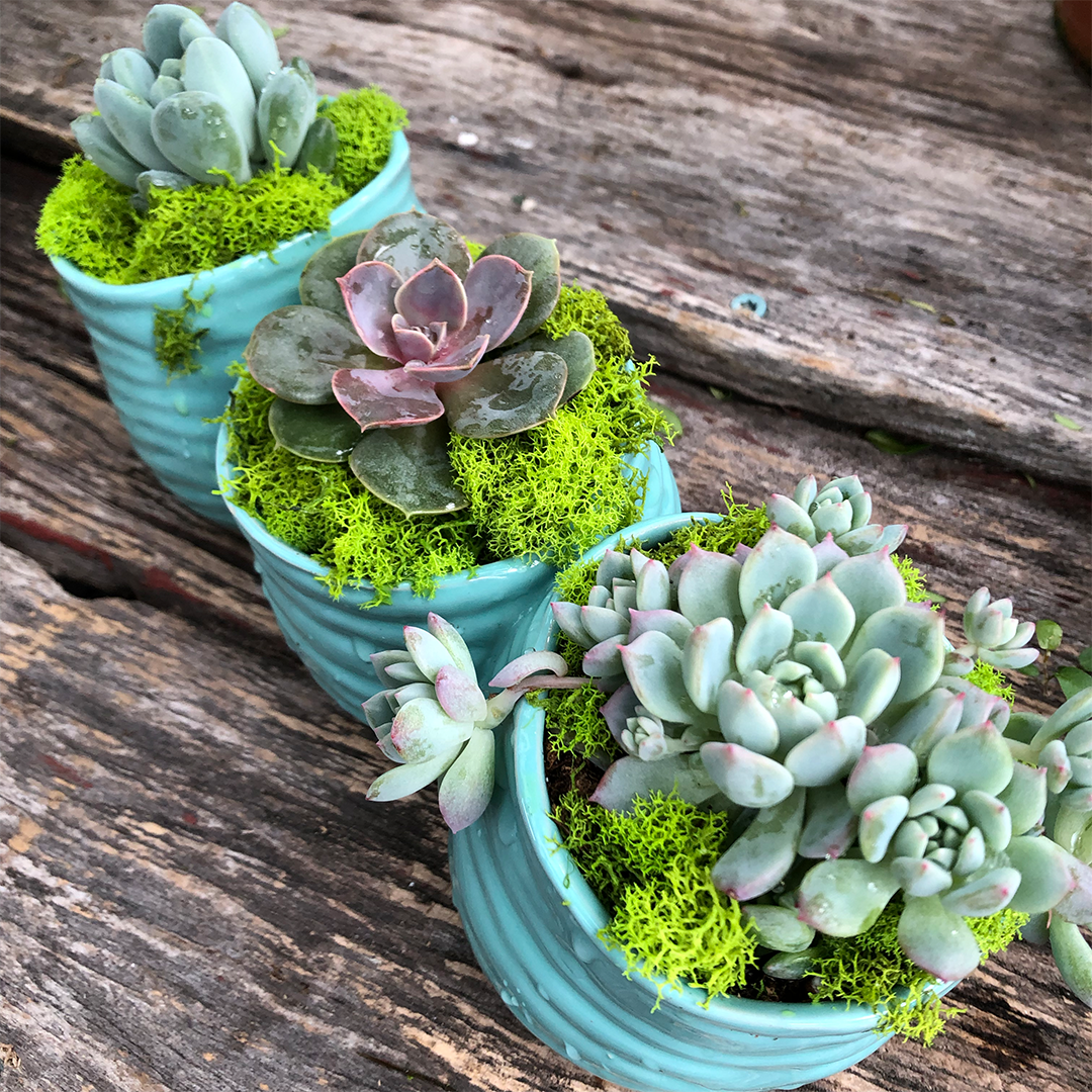 29_Succulents .png