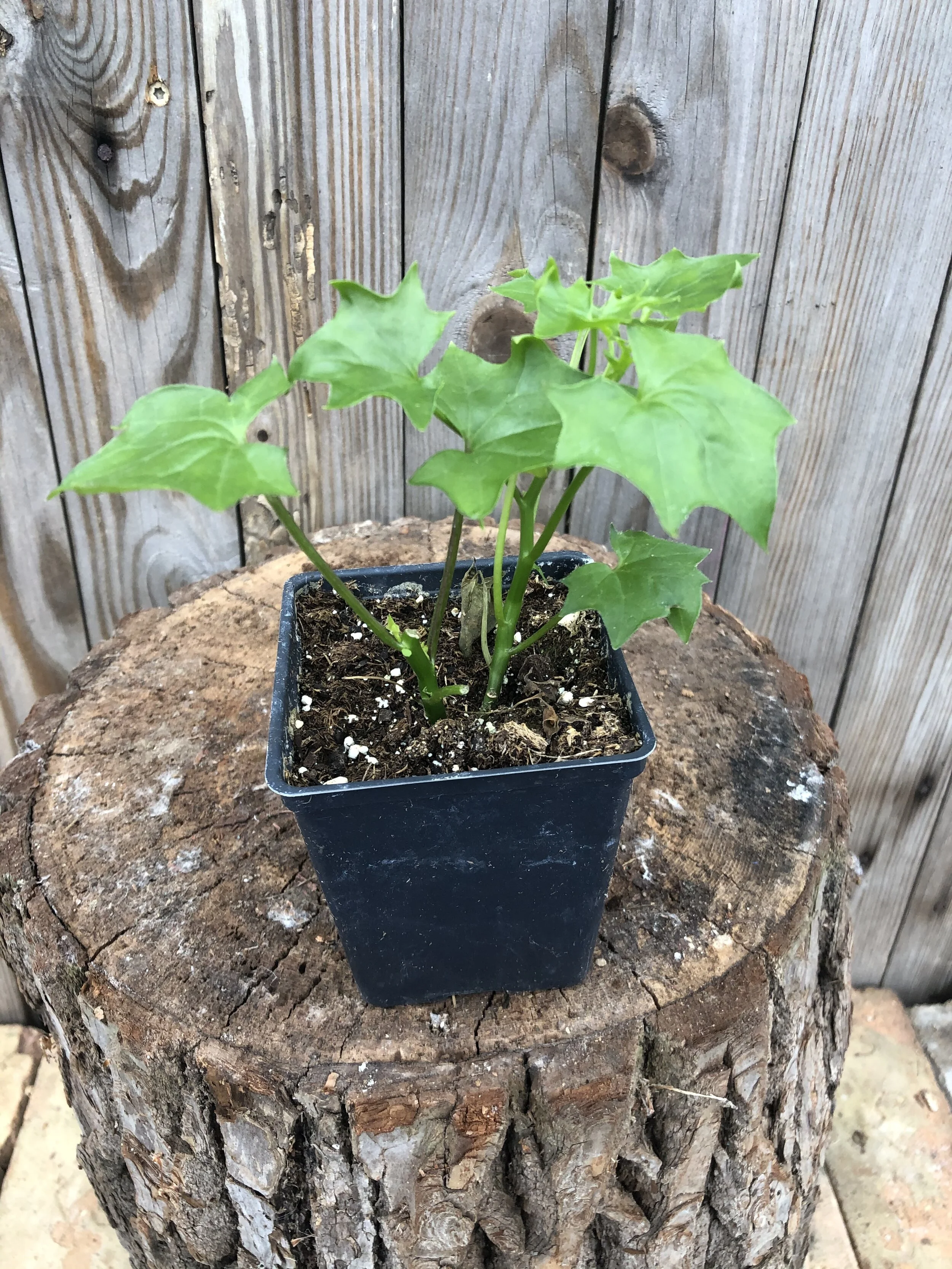 E40A58E2-215B-46D8-8FD2-F38BBEF585EC