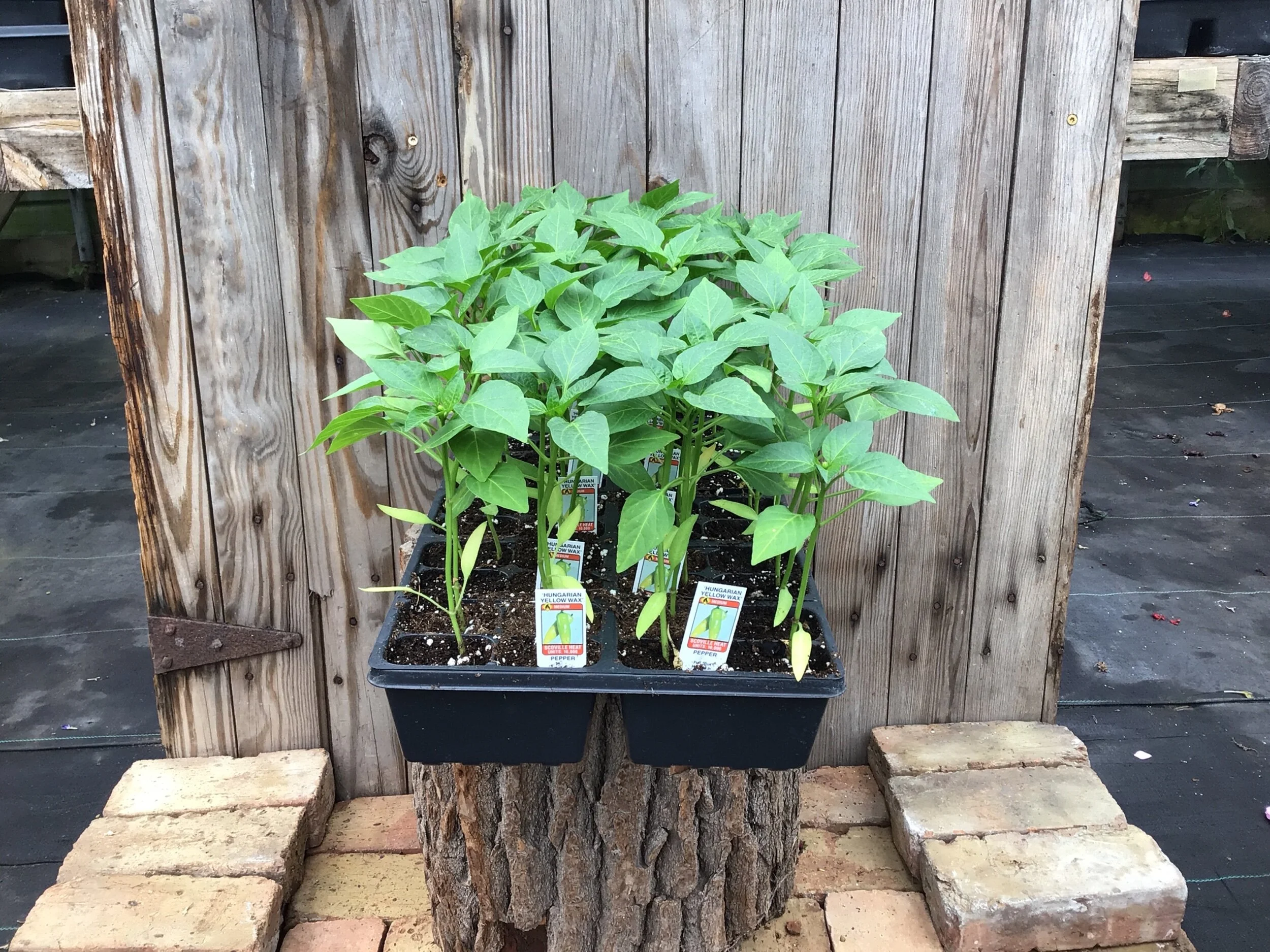 A3770FF1-4DBF-4531-BE1D-4CE06BD17C93