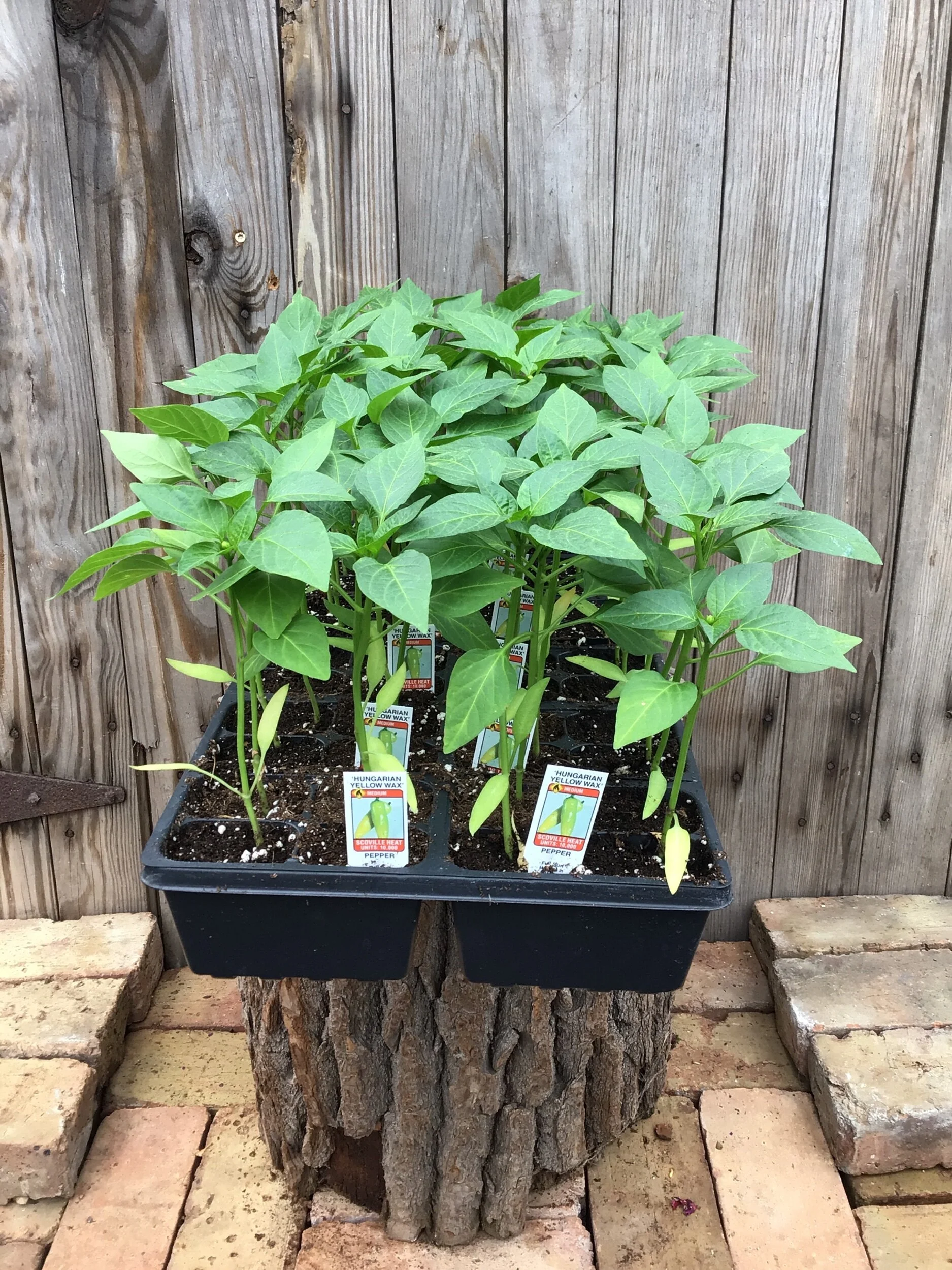 287FFE19-FB6E-4BBD-97F3-EA486B7F0FD3