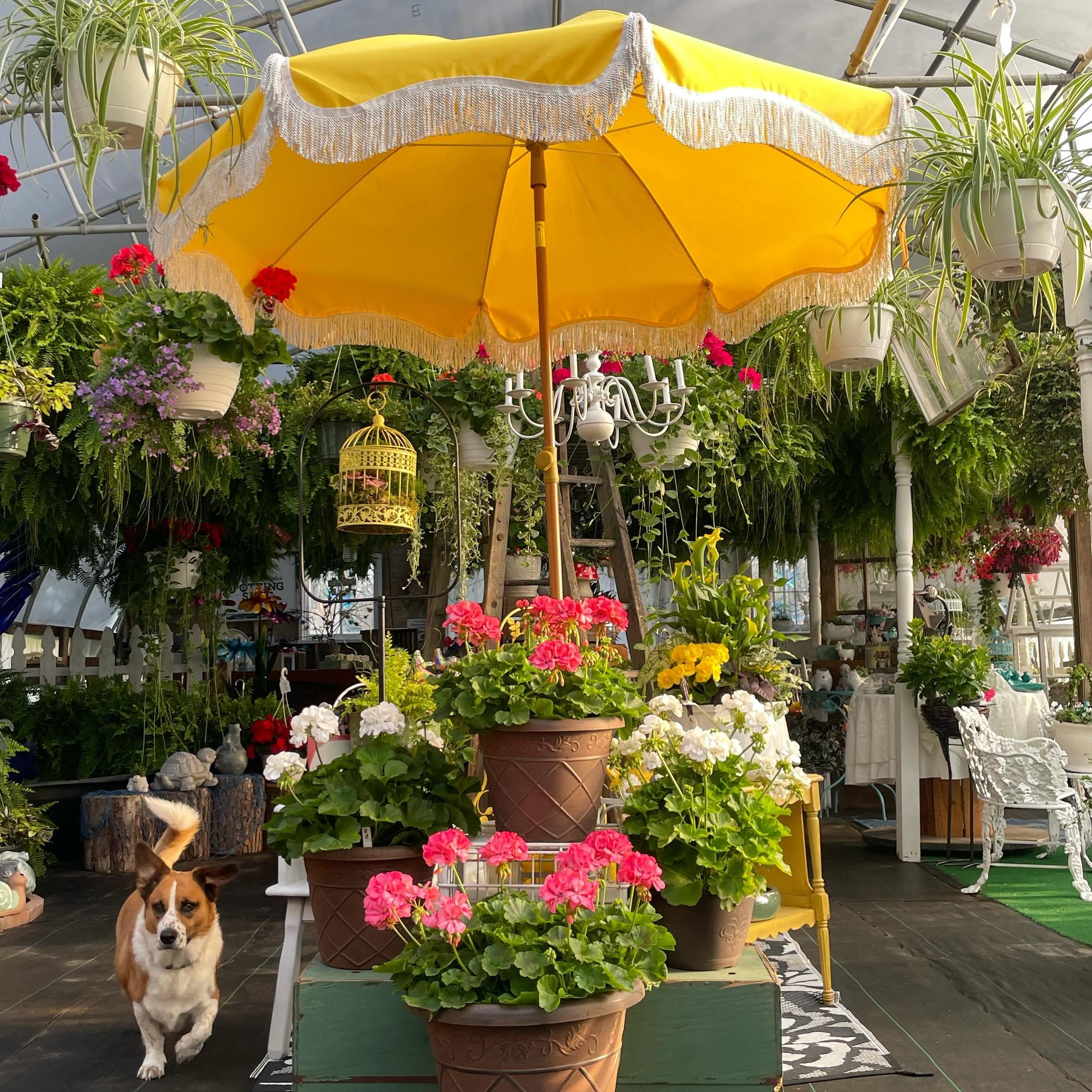 We&rsquo;re channeling the sunshine inside the greenhouse today! 🌞 Hope to see you soon.