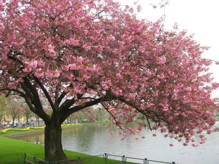 14d6cfb182526a10ffce45bbdf9ad18b--peach-blossoms-apple-blossoms.jpg