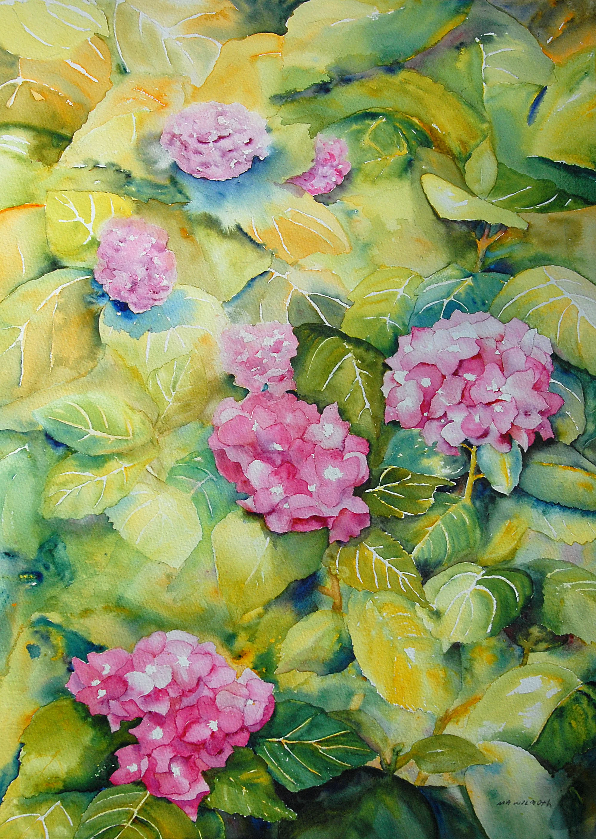 Hydrangea.jpg
