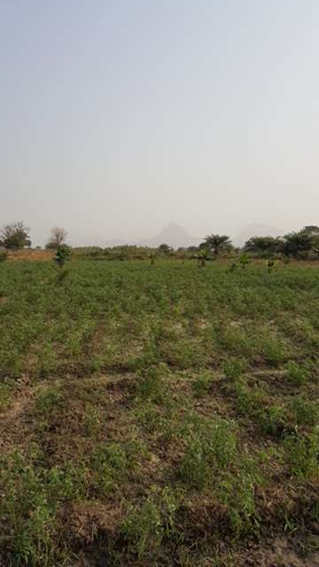 Smallholder farmer Bello's field