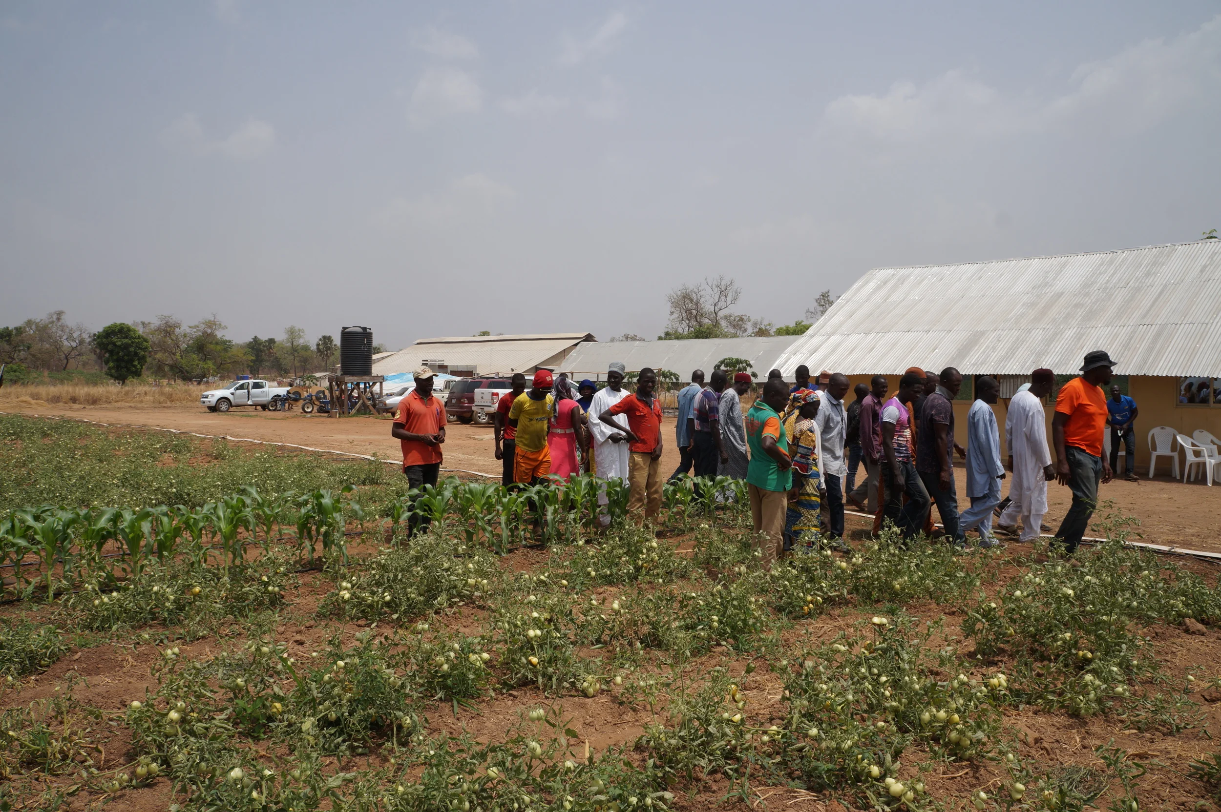 Yes, that's a row of maize in our tomato field...