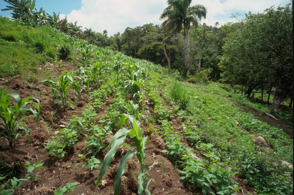 In the rainy season, farmers will make use every patch of land they can find!