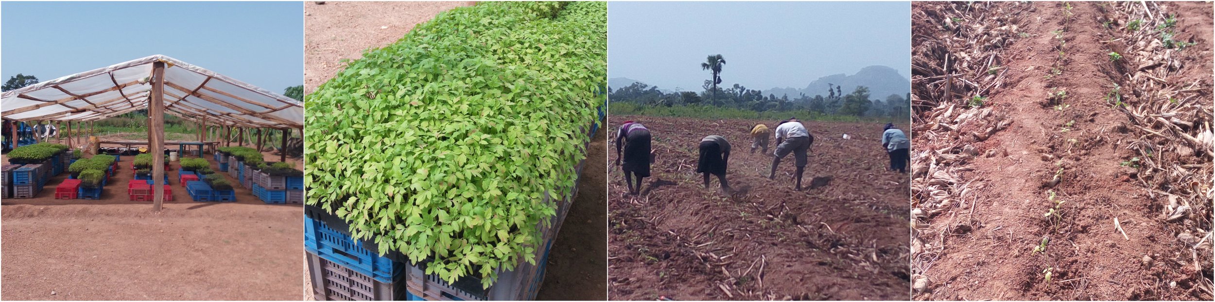 Left to right: 1. Tomato Jos’ greenhouse packed with tomato seedlings, 2. Seedlings ready for transplanting, 3. Farm laborers cultivating the farmland, 4. Marked, dug, transplanted, and irrigated...the tomato seedlings are finally home.
