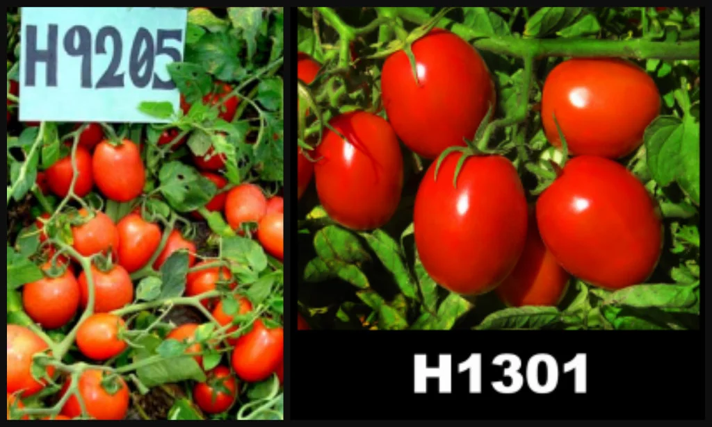 Tomato variants