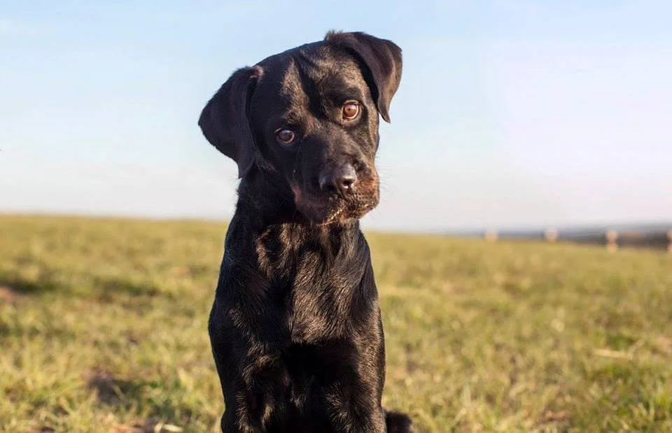 Napoleon (Rescued and re-homed in SC)