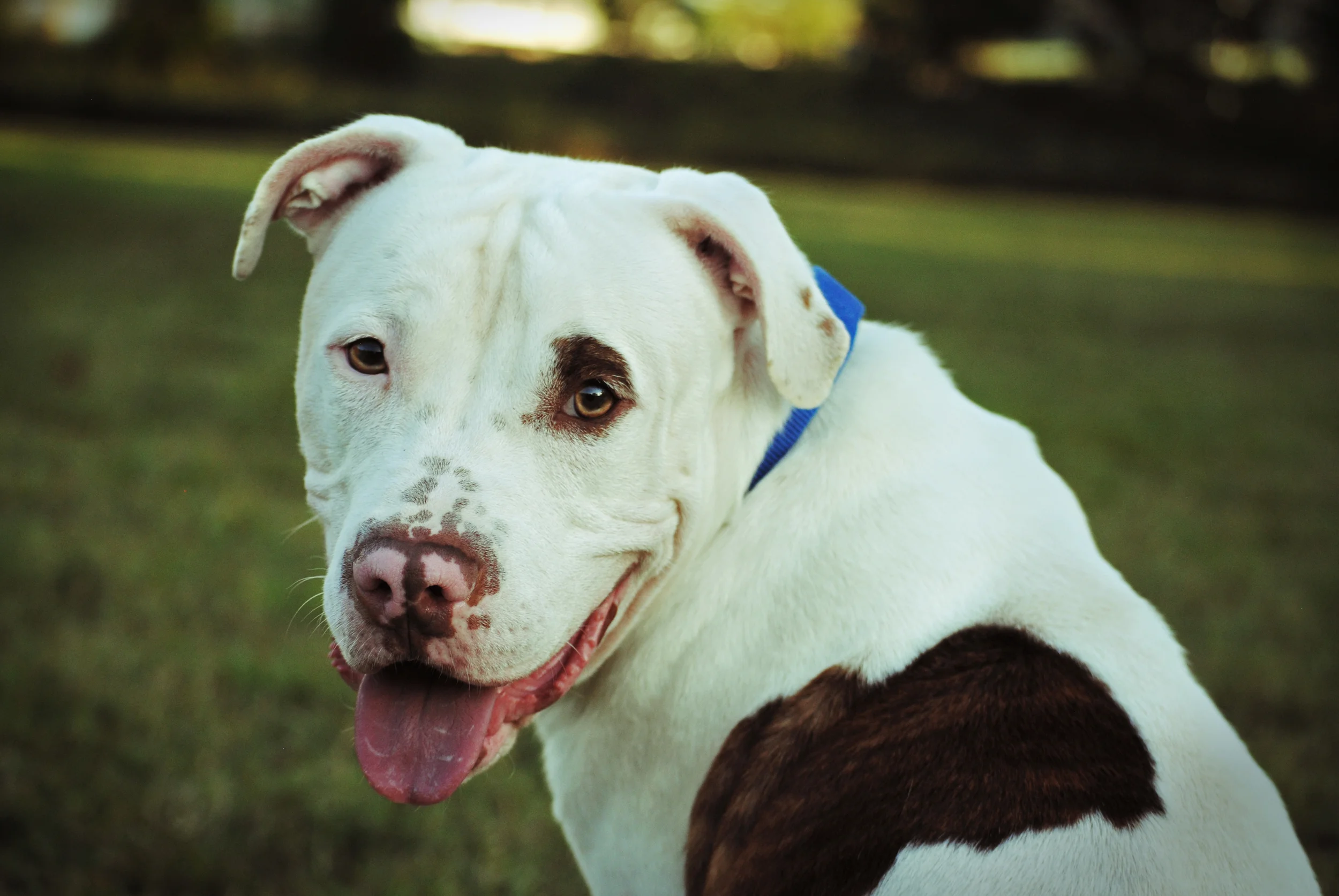 Gus (My foster failure <3)
