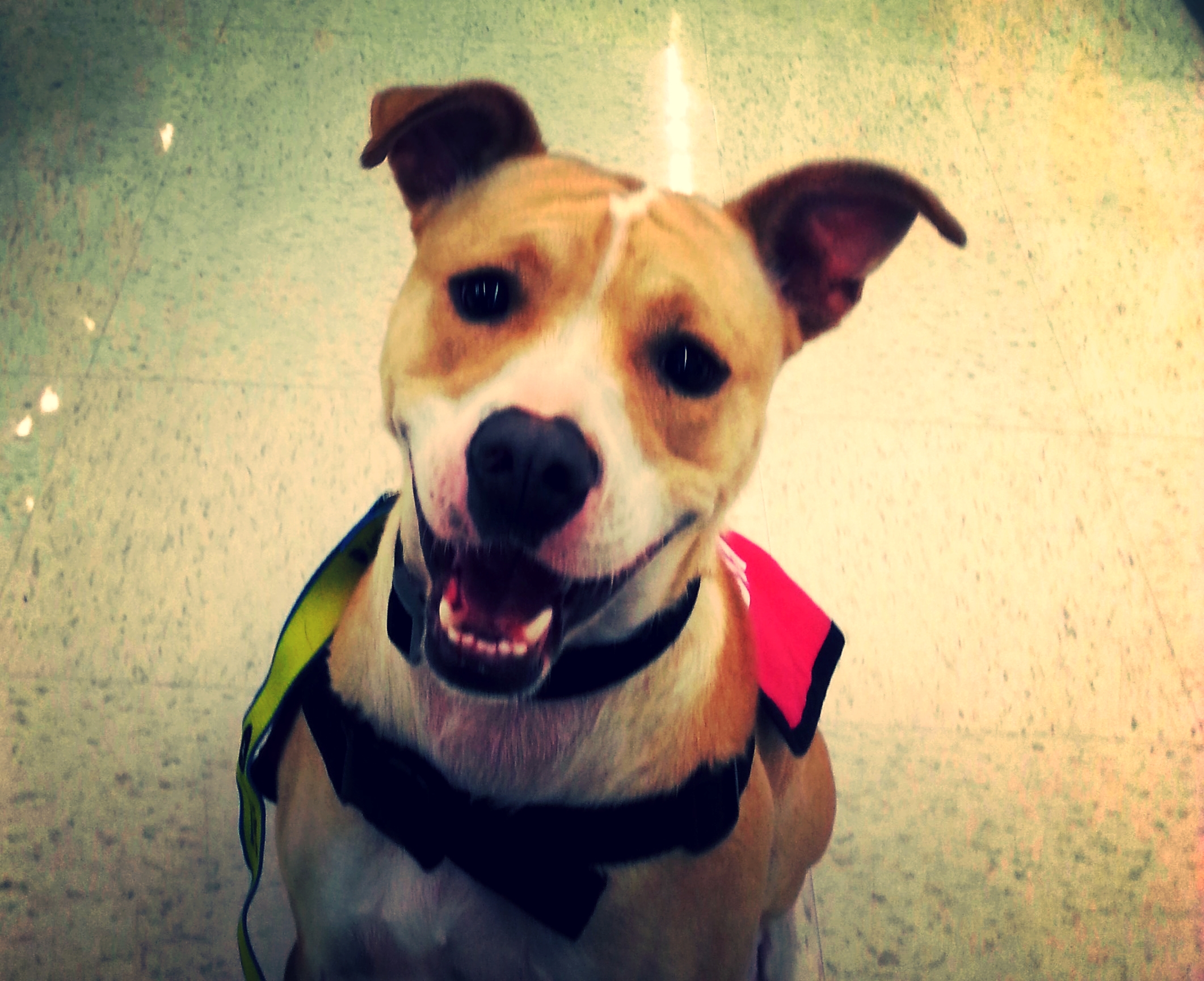 Funnel Cake (Adopted at Adoption Event)