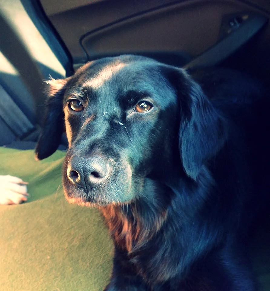Molly (My adopted dog from Boston)