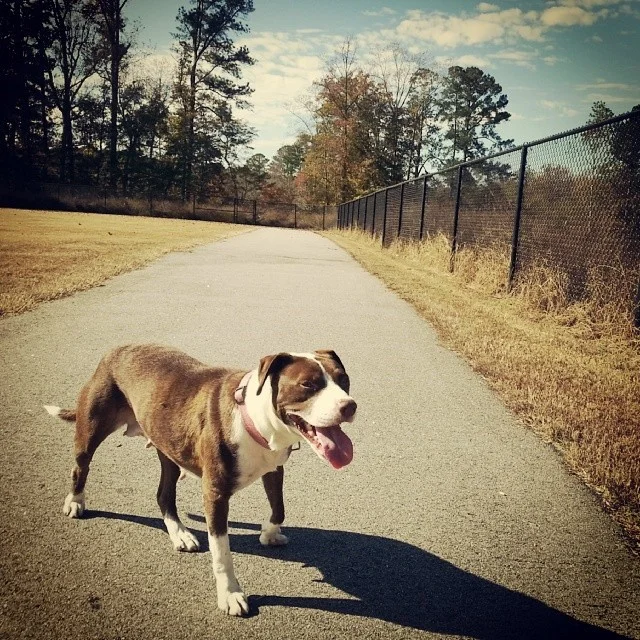 Pansy (Euthanized during spay surgery)