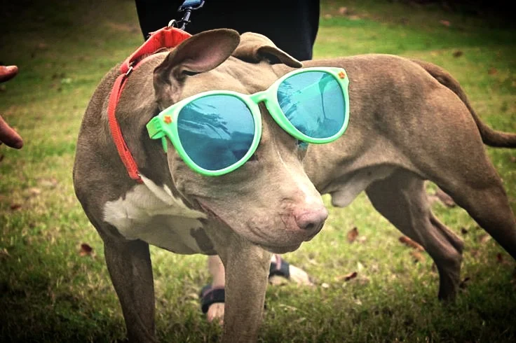 Wezzy (Adopted from shelter)
