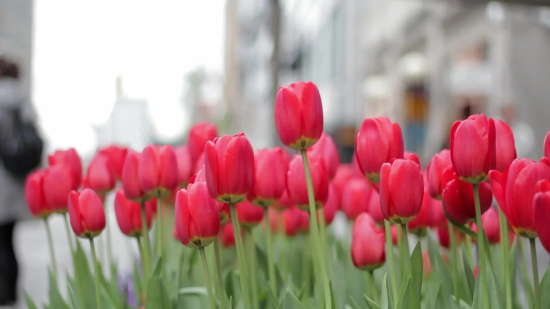 Tulips_are_Here.jpg