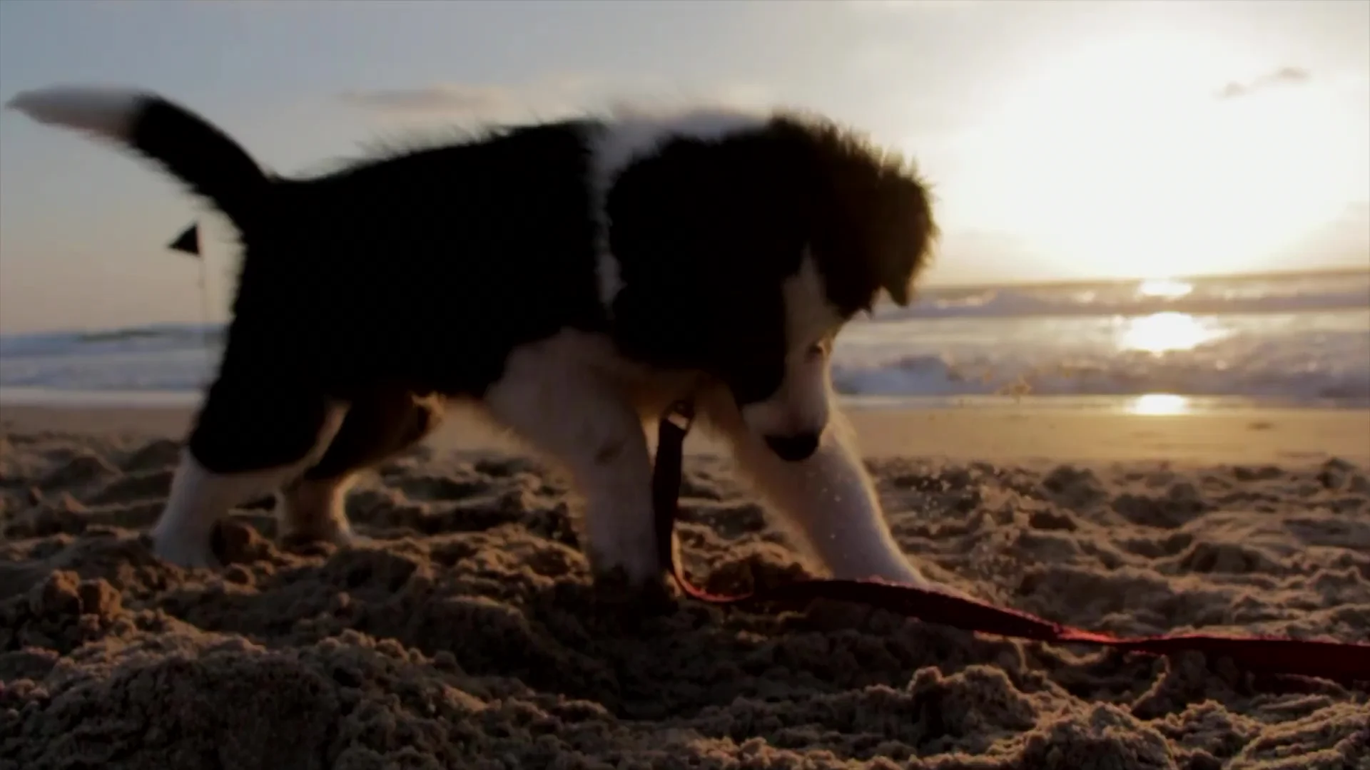 Puppiness.jpg