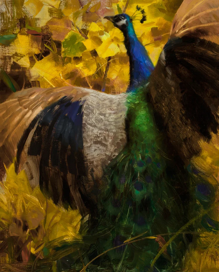 Peacock+flight+small+(1+of+1).jpg
