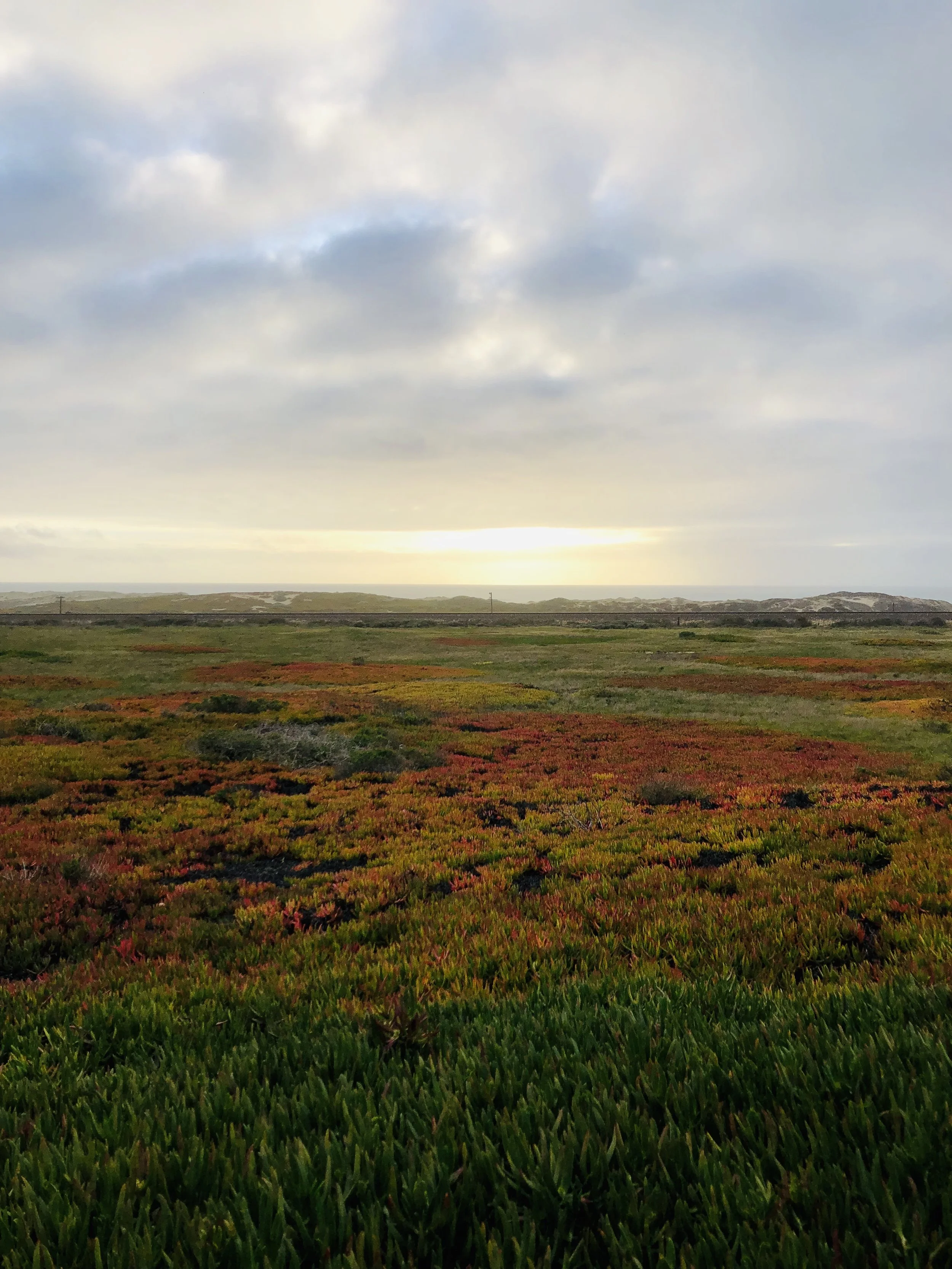 Coastal landscape with green and red vegetation in the foreground, rolling dunes in the middle ground, and the ocean with a cloudy sky in the background.