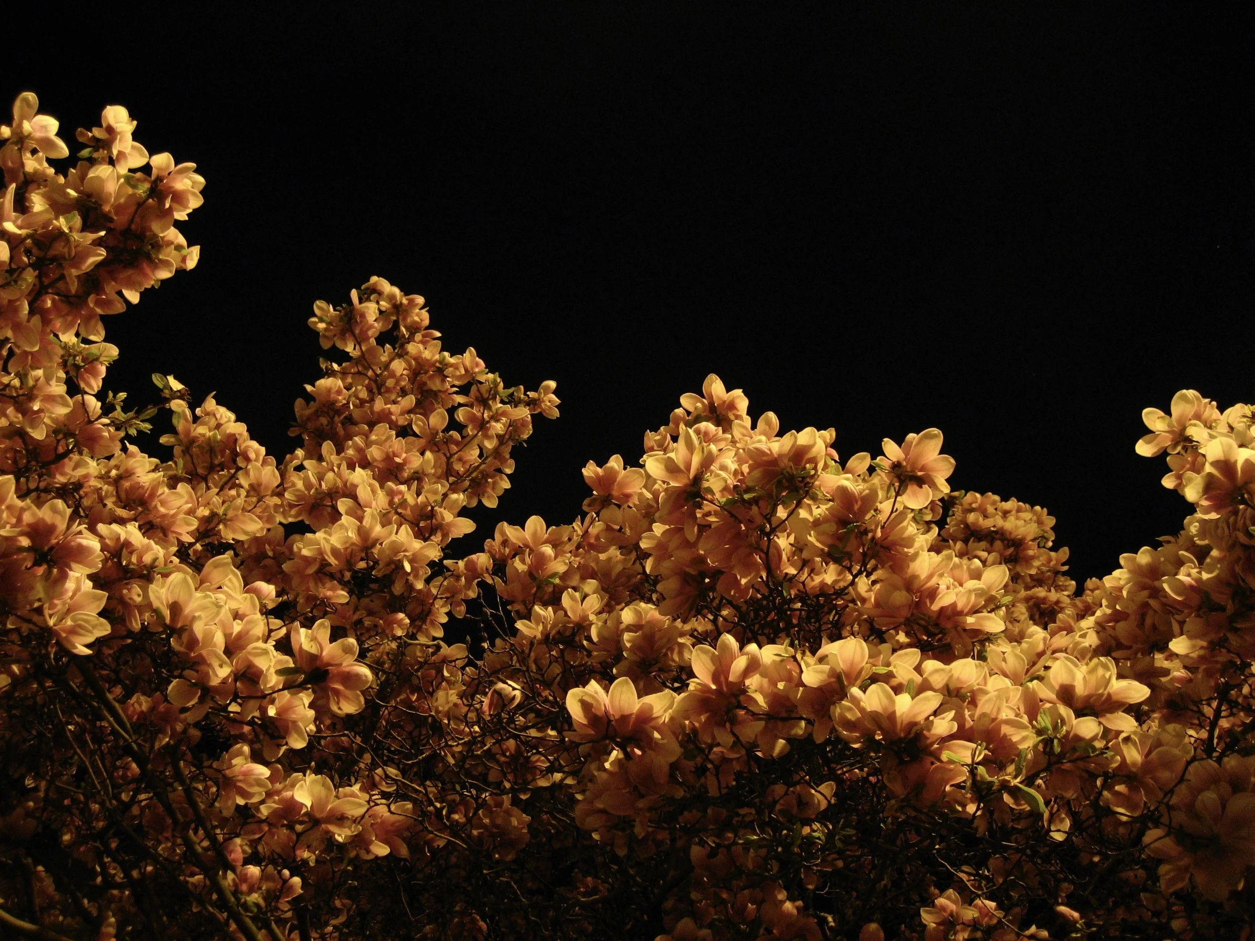 Clustering of pink and peach flowers on dark night background.