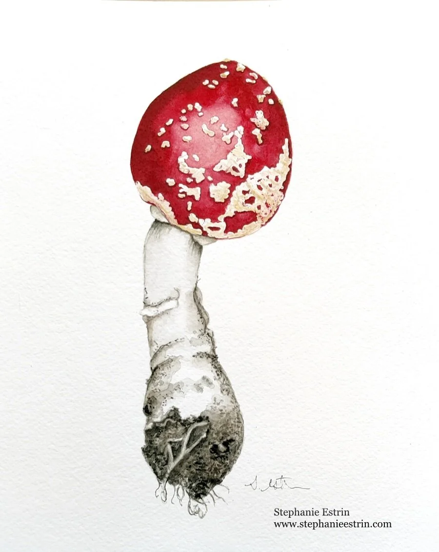 mushroomresized.jpg