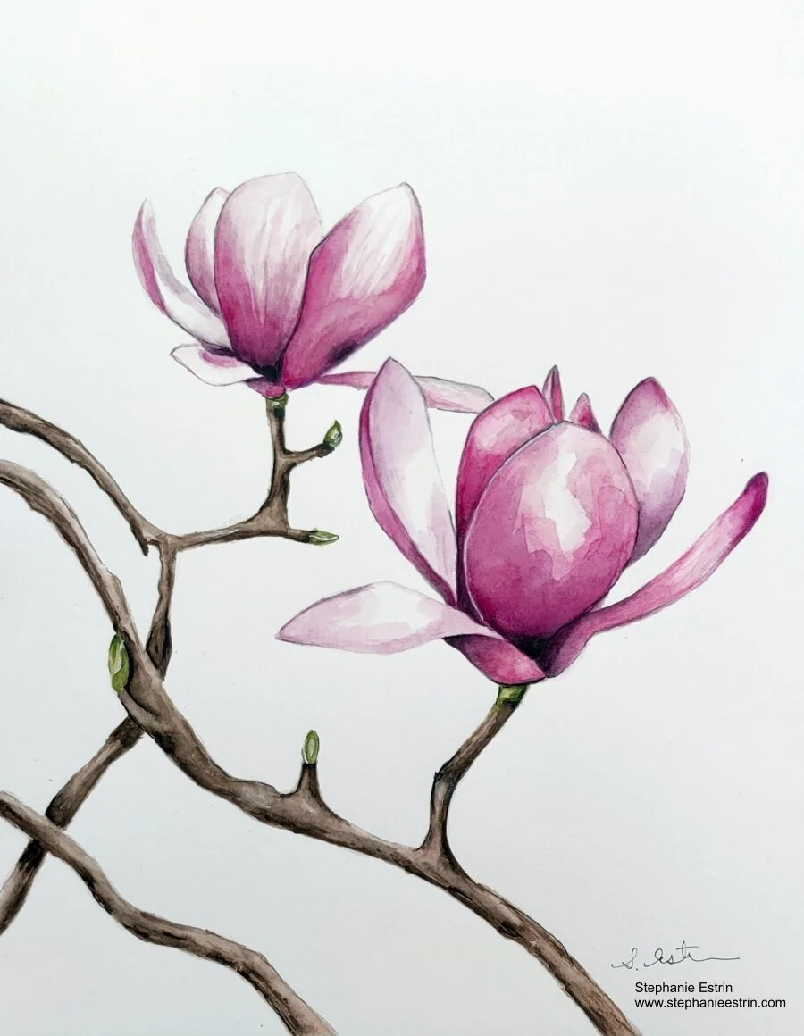 magnoliaresized.jpg
