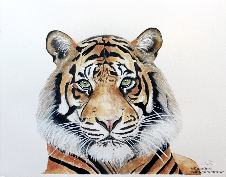 tigerfinal3Aresized.png