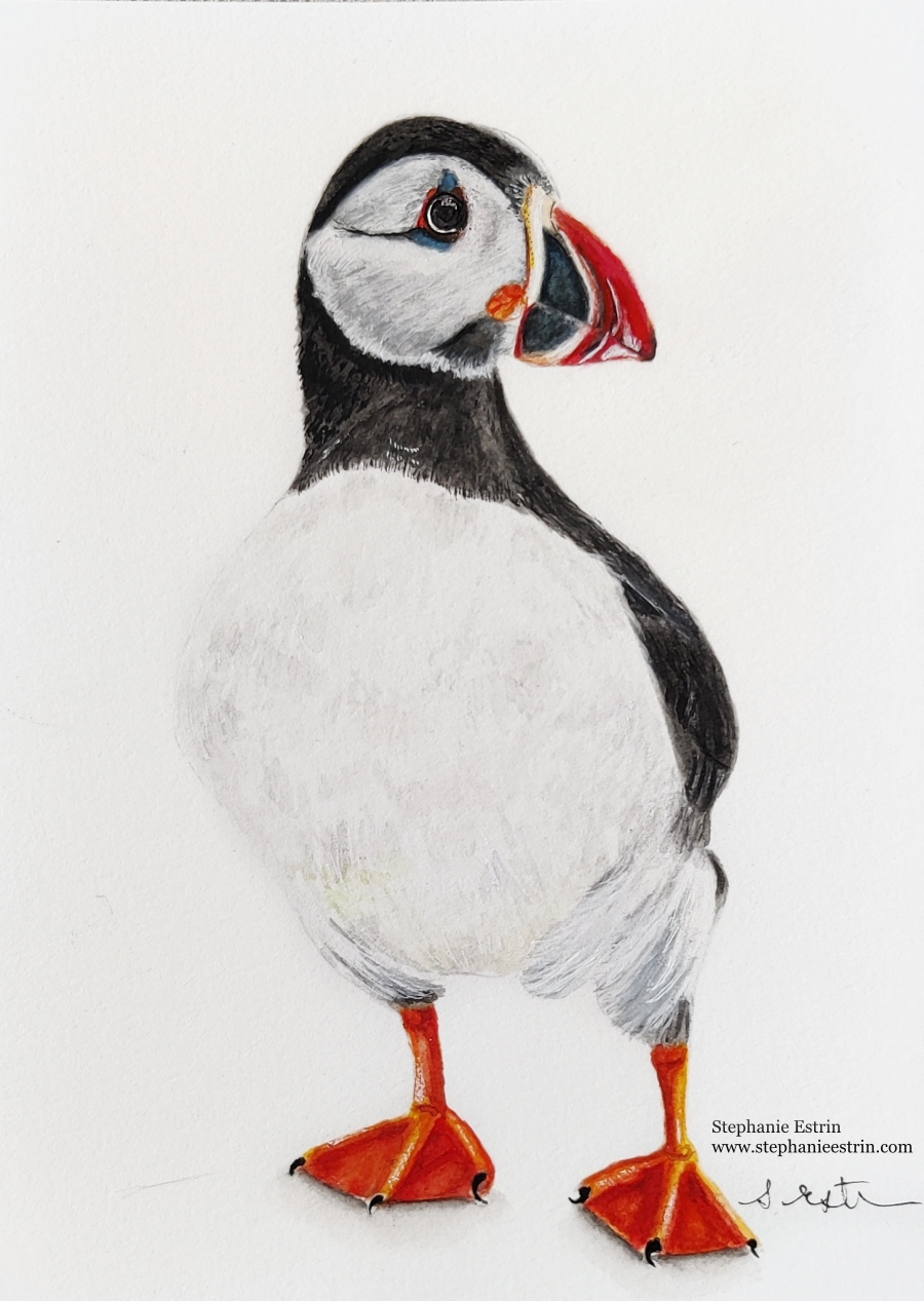 puffinfinal2resized.png