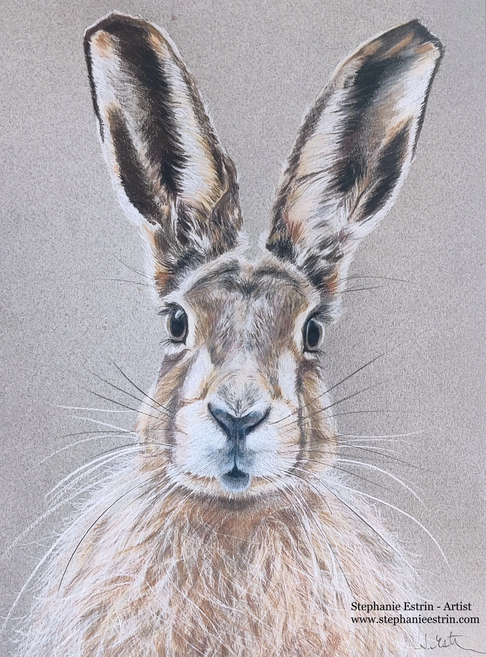hareresized.jpg