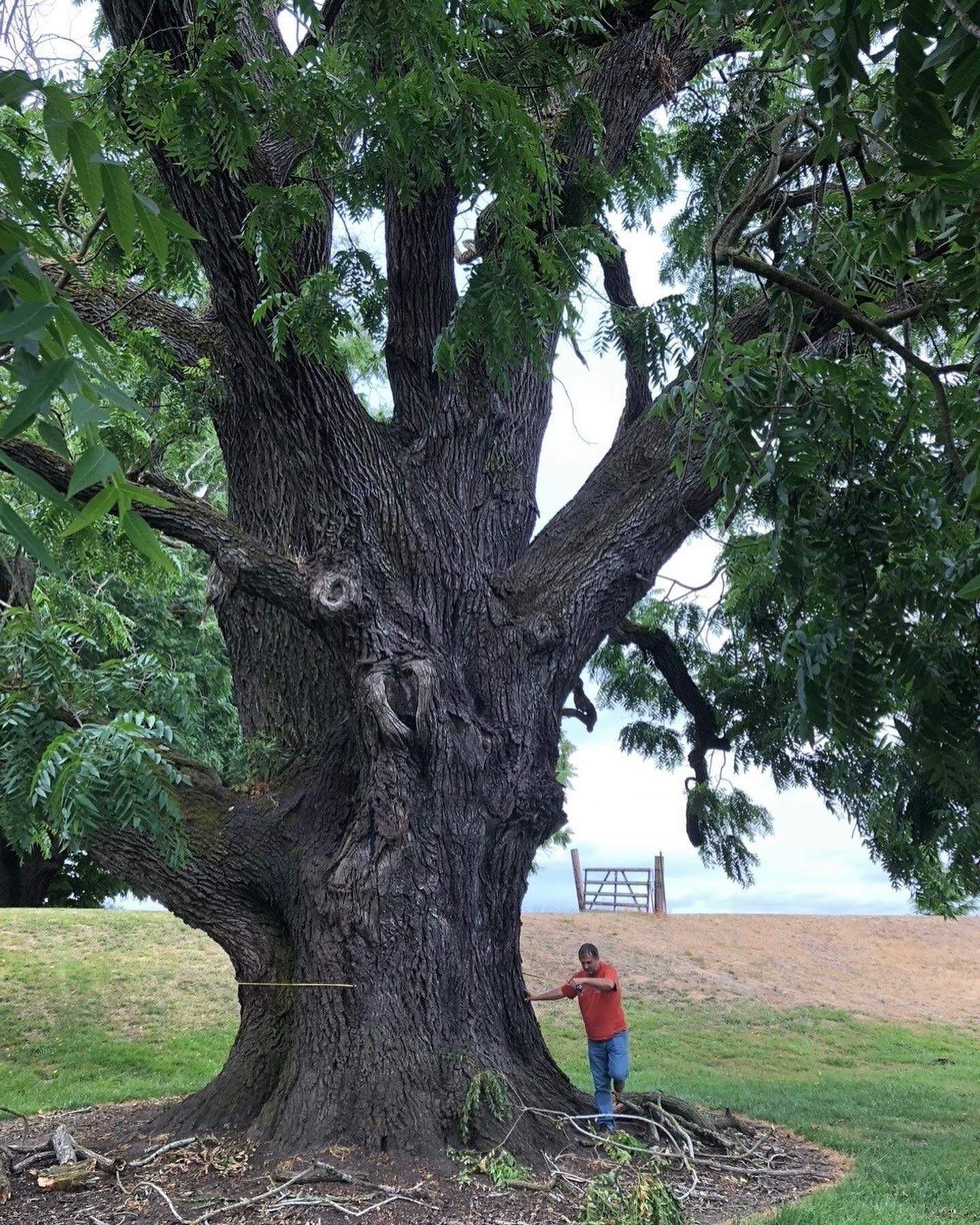 I&rsquo;m a blogger now! Check out my story of this massive, almost 200 year old Sauvie Island walnut tree turned into tables. https://www.stumptownreclaimedwood.com/new-blog