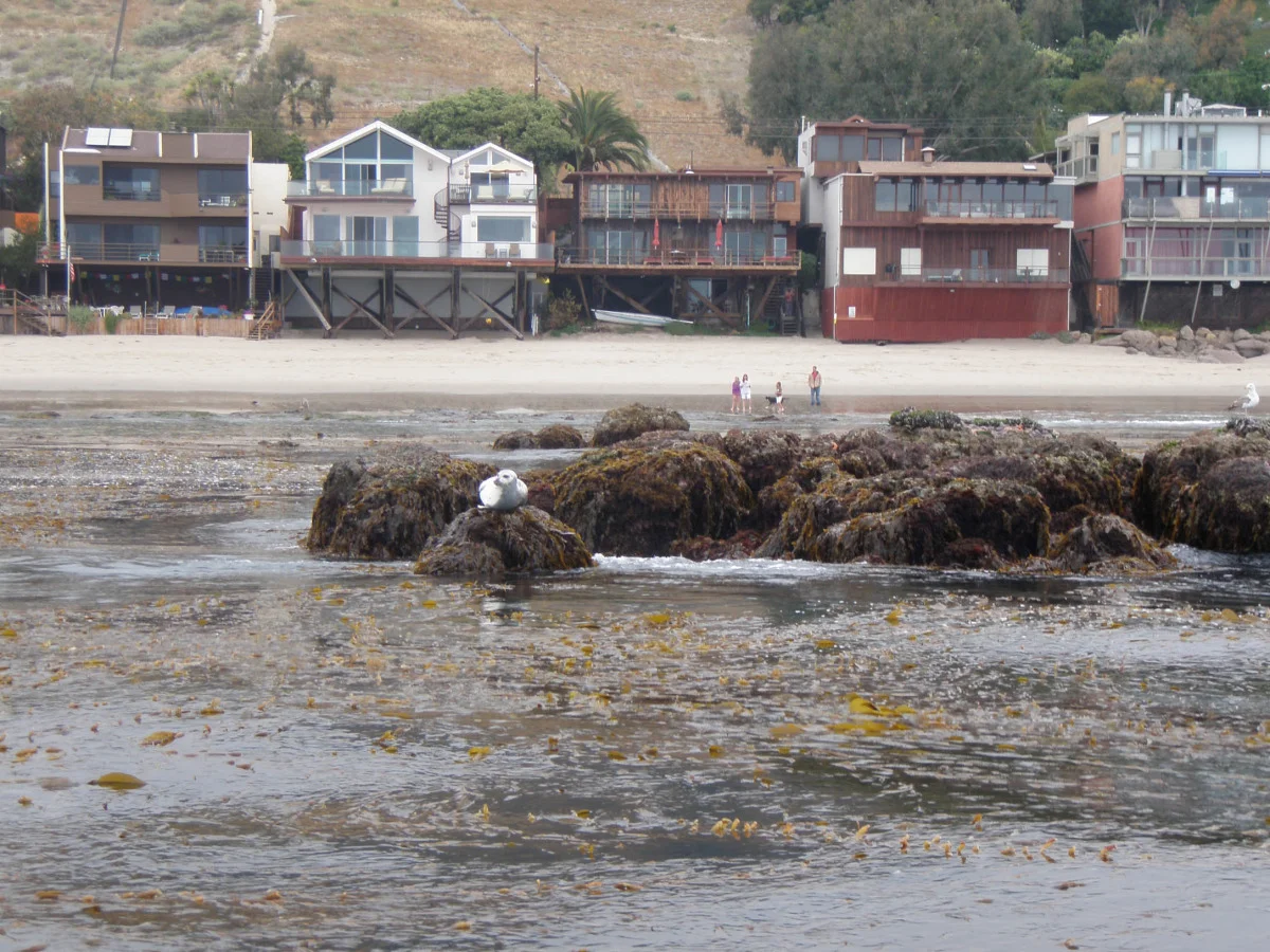 white seal2.jpg