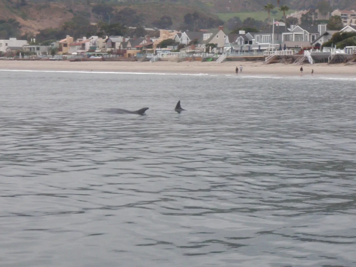 sup dolfin.jpg