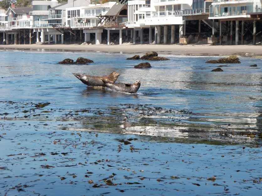seals.jpg