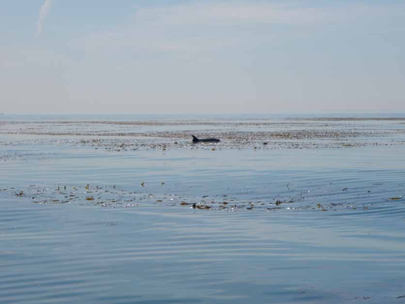 dolphin.jpg