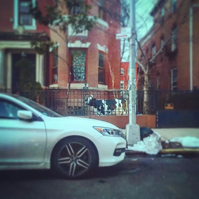 #CasualCow #artiseverywhere #brooklyn #hipster #caroline