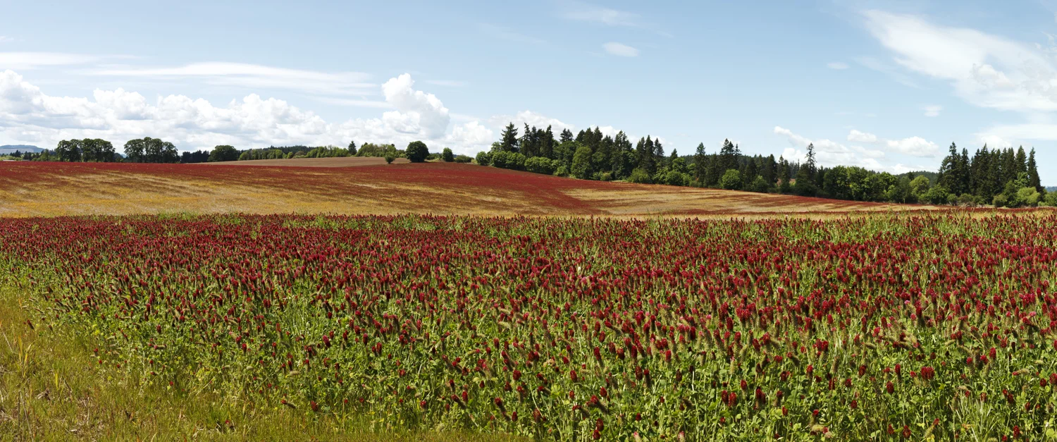 CloverLayers39.5x16.jpg