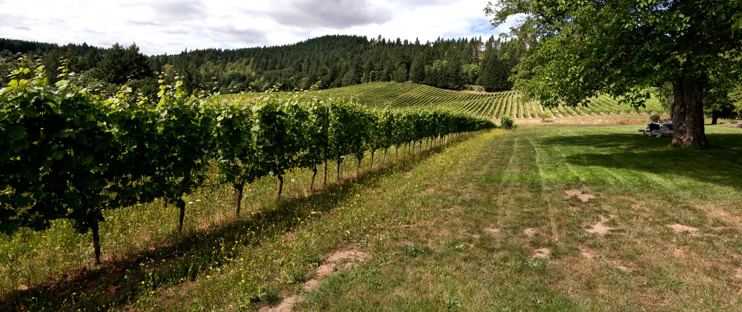 DavidHillVineyardflatsharp16.8x40.jpg