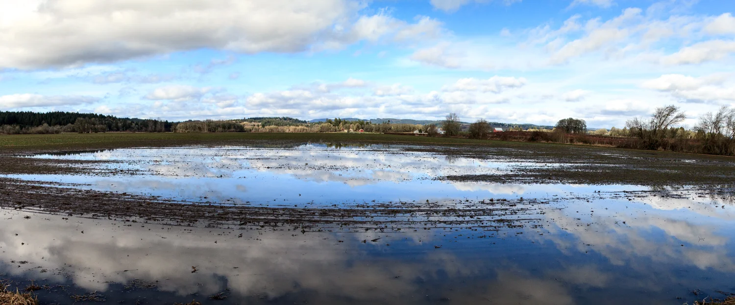 FloodedField.jpg