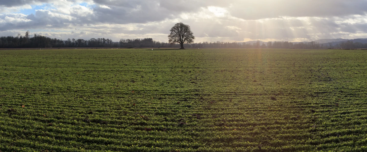 OneTreeFlatSharp16x40.jpg