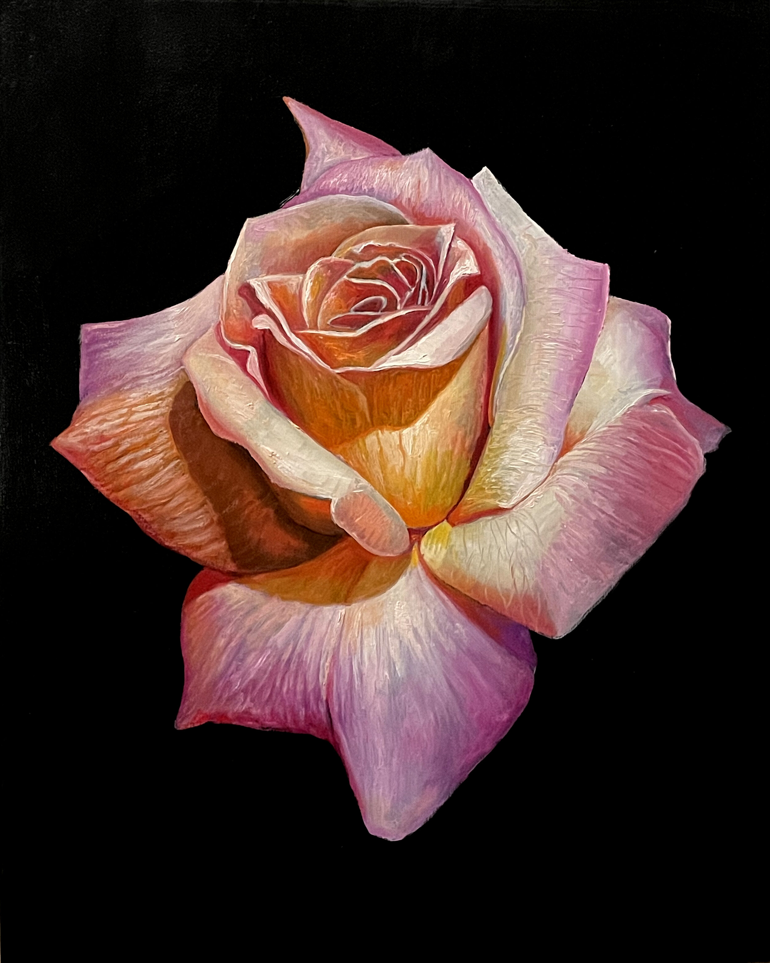 A Peace Rose