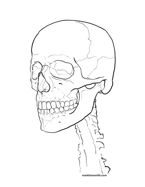 Skull 3/4 View Template