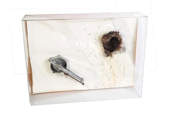 DANIEL SPOERRI AND CLAUDE TOREY, HERISSON PRESSE ET OUI!, 1974, MIXED MEDIA AND COLLAGE ON BOARD, CM 58 x 78 x 18