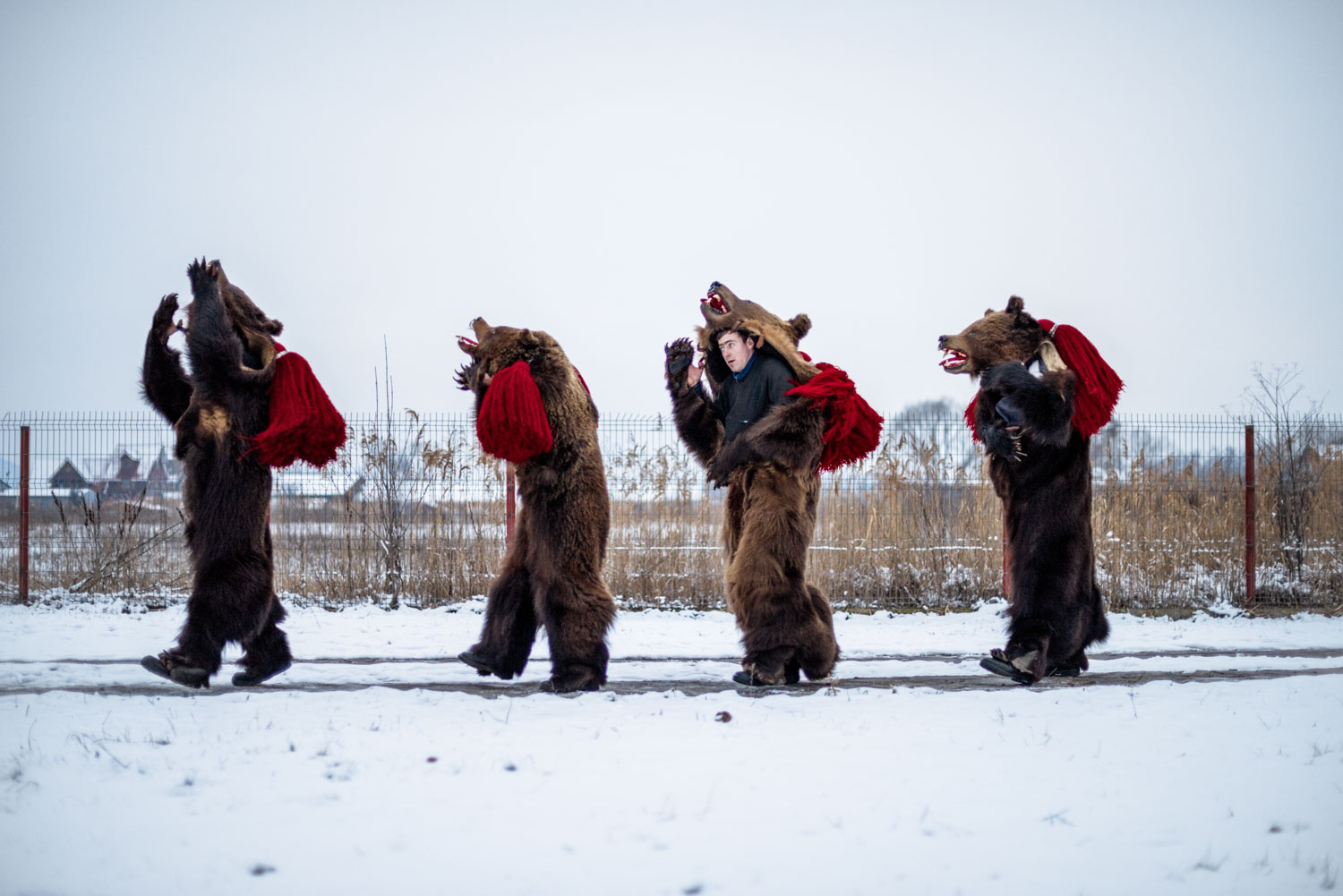 Alhindawi_Diana_Zeyneb_Bear Dance-2.jpg