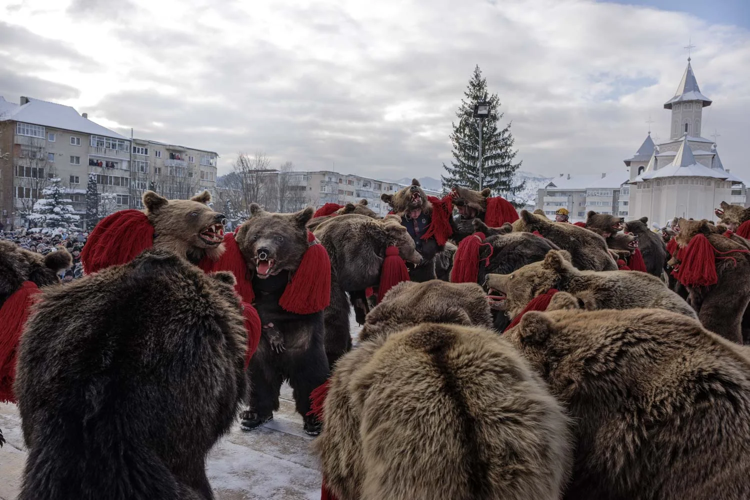 A troupe of bears performs in central Comăneşti during the town's annual Bear Parade and Competition. December 30, 2014. Comăneşti town, Bacău county, Romania.