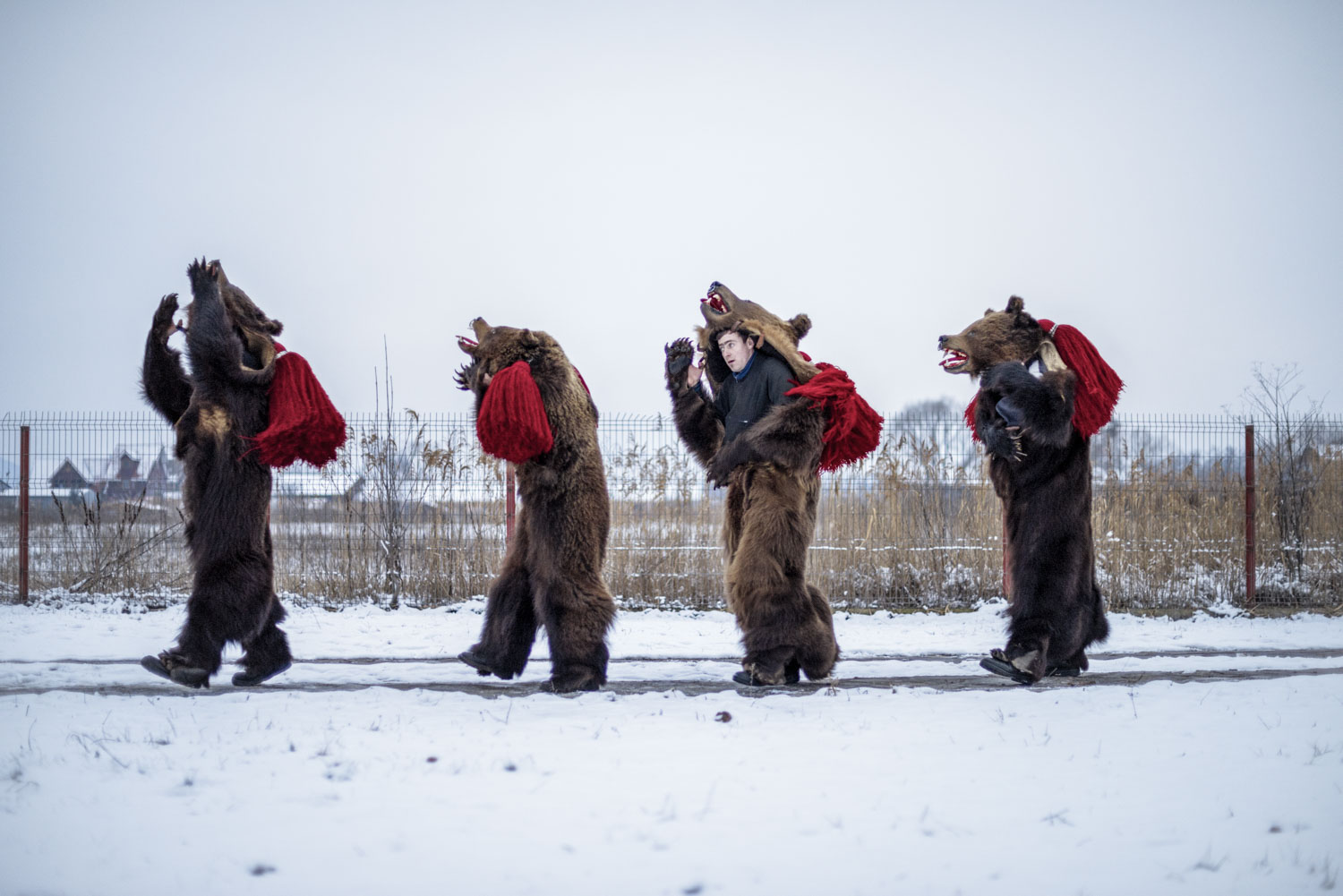 Dumitru Toloaca's troupe of bears dance their way single-file through Comăneşti town, stopping at private homes where they've been invited to perform. December 28, 2014. Comăneşti town, Bacău county, Romania. 